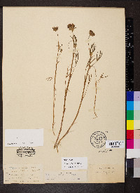 Trifolium willdenovii image