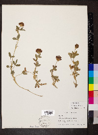 Trifolium wormskioldii image