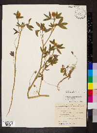 Trifolium alexandrinum image