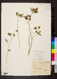 Trifolium alexandrinum image