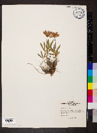 Trifolium alpinum image