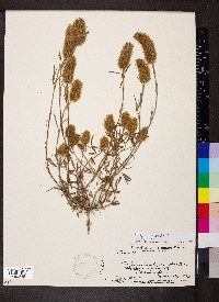 Trifolium angustifolium image