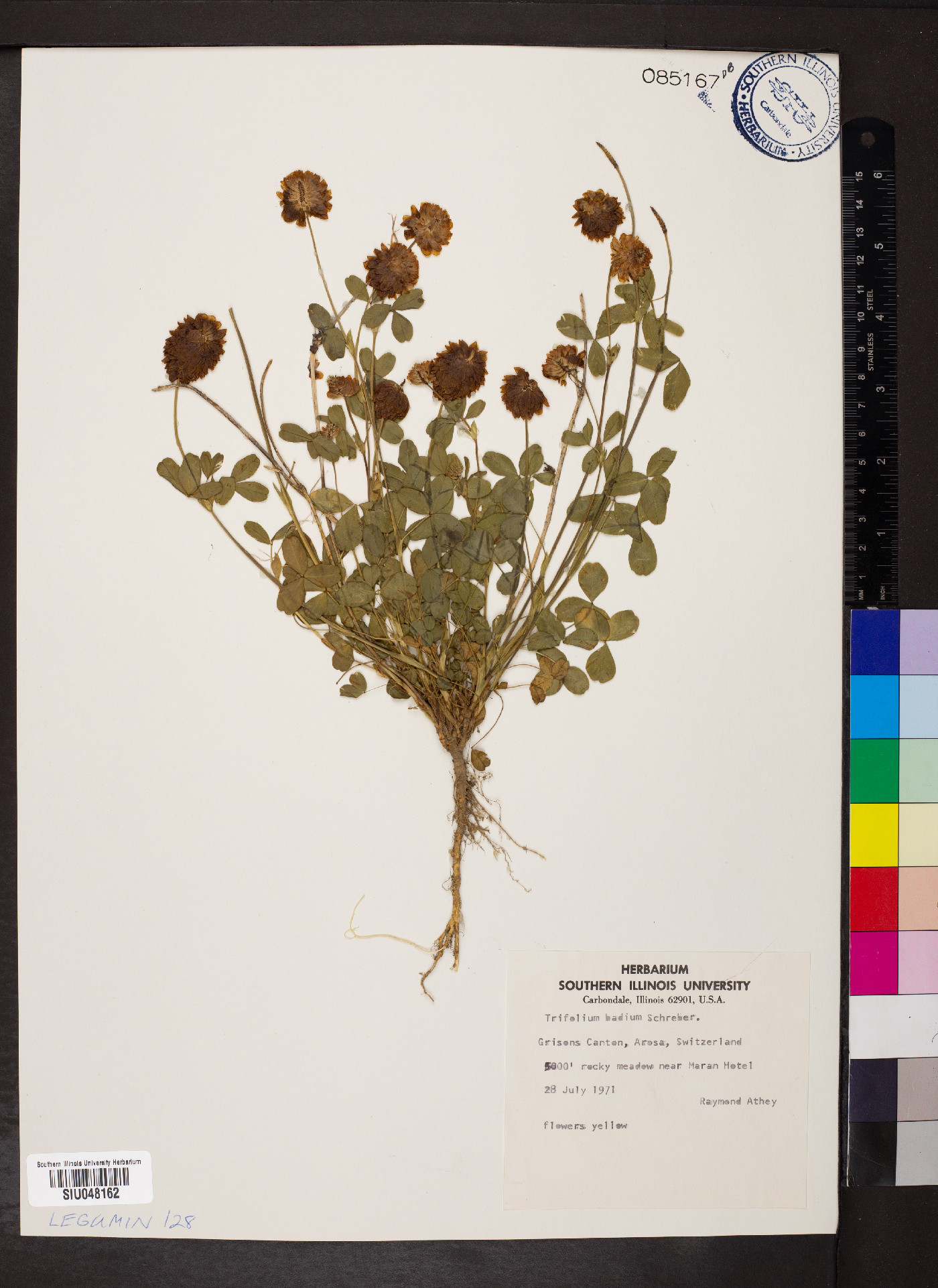 Trifolium badium image