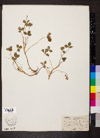 Trifolium fragiferum image