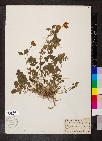 Trifolium hybridum image