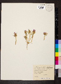 Trifolium purpureum var. desvauxii image