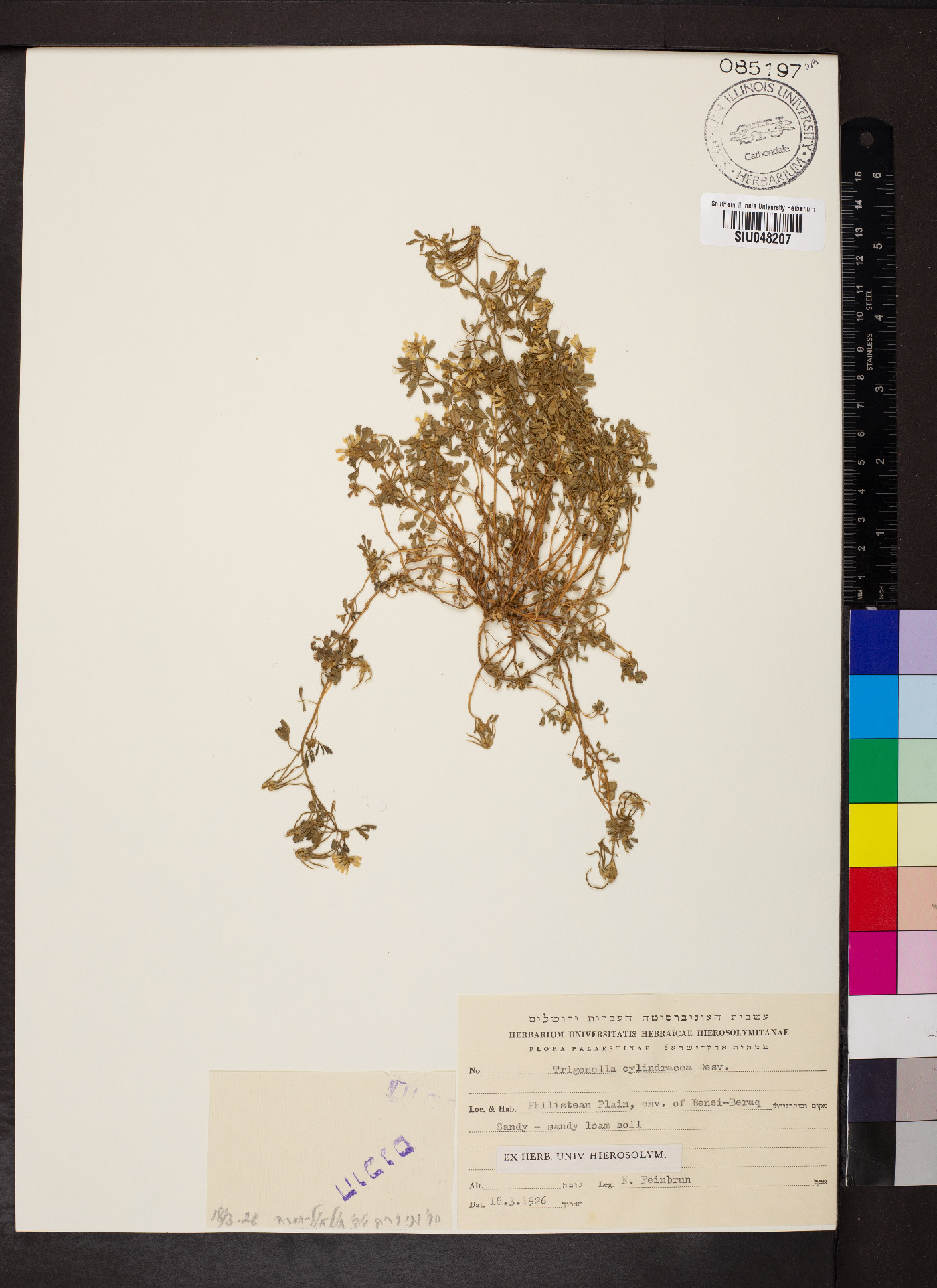 Trigonella cylindracea image