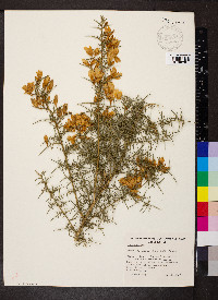 Ulex europaeus image