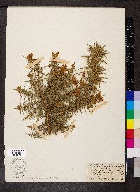 Ulex europaeus image