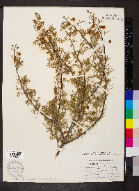 Acacia constricta image