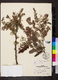 Vachellia farnesiana image