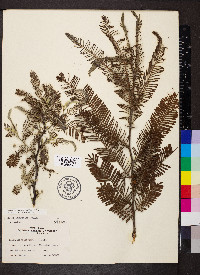 Vachellia farnesiana image