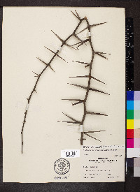 Vachellia macracantha image