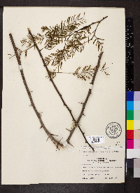 Vachellia macracantha image
