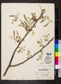 Vachellia macracantha image
