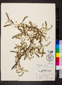 Vachellia macracantha image