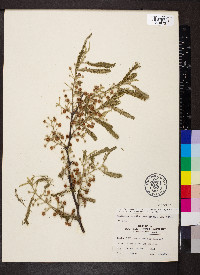 Vachellia macracantha image