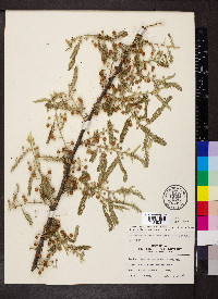 Vachellia macracantha image