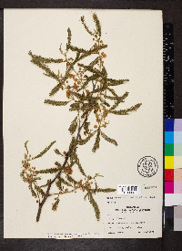 Vachellia macracantha image