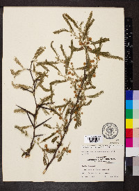 Vachellia macracantha image