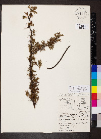 Vachellia tortuosa image