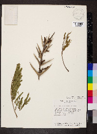 Vachellia cornigera image