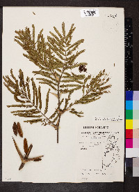 Vachellia cornigera image