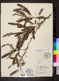 Acacia pennatula image