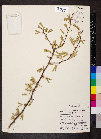 Vachellia farnesiana image