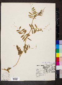 Vicia sativa subsp. nigra image