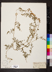 Vicia cracca image