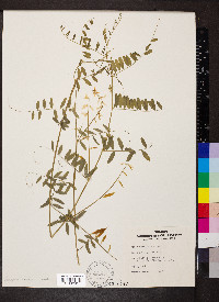 Vicia caroliniana image