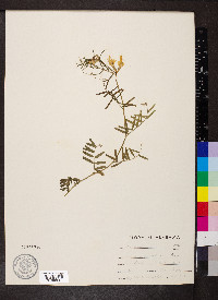 Vicia grandiflora image