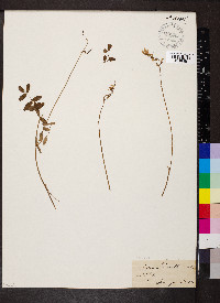 Vicia hirsuta image