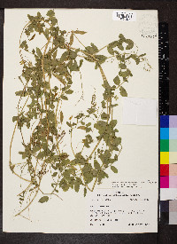 Vicia ludoviciana image