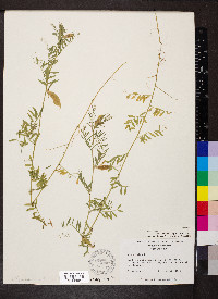 Vicia lutea image