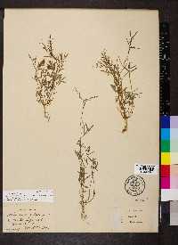 Vicia minutiflora image