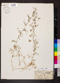 Vicia tetrasperma image