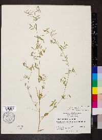 Vicia tetrasperma image