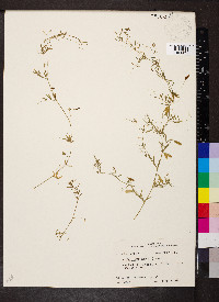 Vicia tetrasperma image