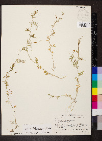 Vicia tetrasperma image