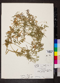 Vicia villosa subsp. varia image