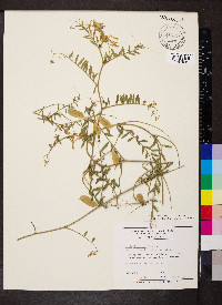 Vicia villosa var. varia image