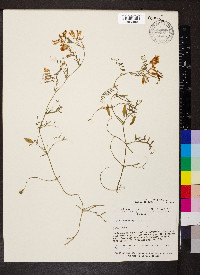 Vicia villosa var. varia image