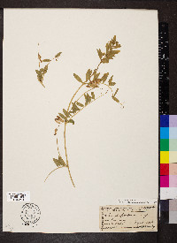 Vicia benghalensis image