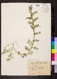 Vicia lutea image