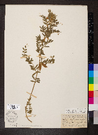 Vicia pannonica image