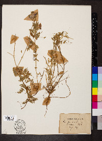 Vicia pannonica image