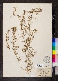 Vicia parviflora image