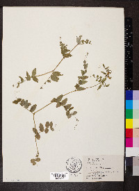 Vicia sepium image